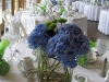 Hydrangea Blue