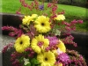 Butterfly Garden