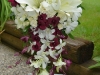 Petal's Edge