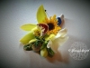 Sunshine ~ Orchid & Friends