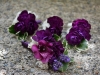 Violet Chintz ~ Alstroemeria & Mini Carnations