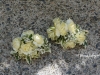 Lemon Meringue ~ Wrist & Pin Style With Mini Carnations