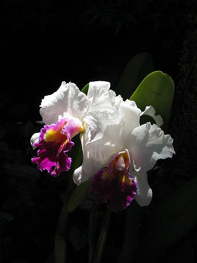 Cattleya orchids