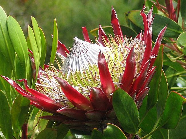 Large Protea - a taste of the exotic
