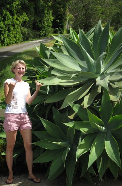 Large succulent in botanical garden