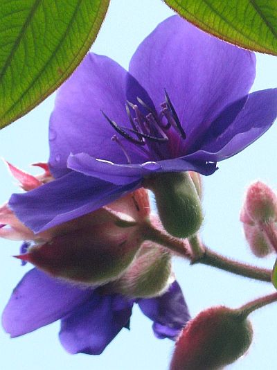 Periwinkle blue flowering tree
