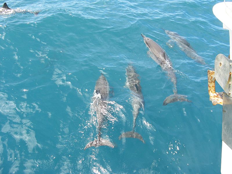 Spinner dolphins at play